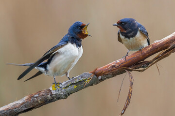 Boerenzwaluw, Barn Swallow, Hirundo rustica