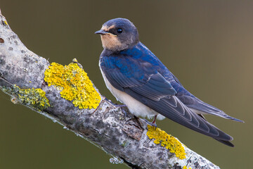 Boerenzwaluw, Barn Swallow, Hirundo rustica