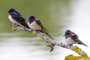 Boerenzwaluw, Barn Swallow, Hirundo rustica