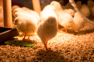 動物とふれあえるカフェのひよこ © arinco