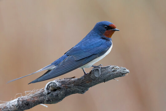 Boerenzwaluw, Barn Swallow, Hirundo rustica