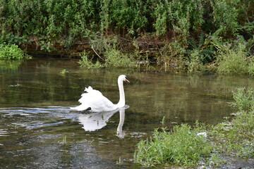 Obraz premium cisne en lago