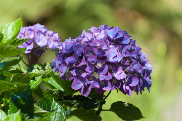 Azorian hydrangea