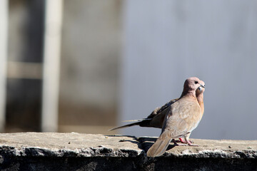 Couple of laughing Dove birds in love, Bird mating on the wall, selective focus with blur. 
