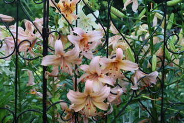 lily flowers close up