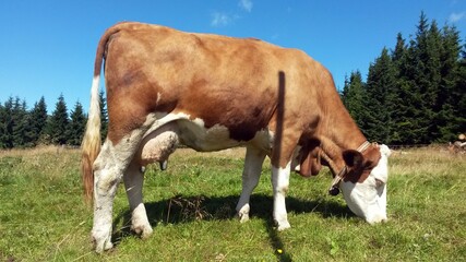 Fototapeta na wymiar Cow on a summer mountain pasture. Krkonose, Czech Republic.