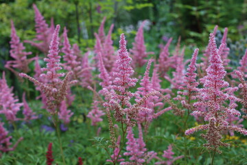 field of astilbe flowers