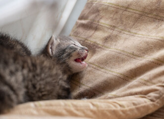 cat sleeping on a pillow