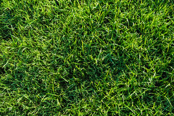 Green grass pattern and texture for background. Close-up image.