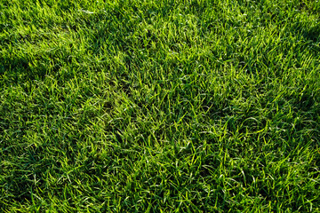 Green grass pattern and texture for background. Close-up image.