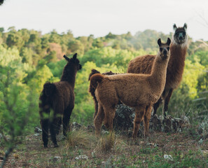 wild lama in the mountains in the south of argentina