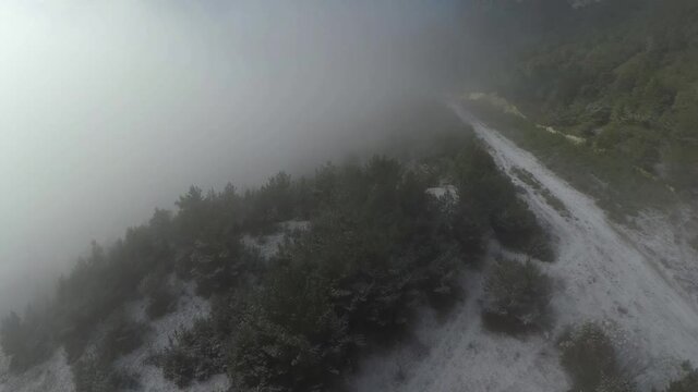Caucasus, Ossetia. Alagir gorge. Winter pine forest.