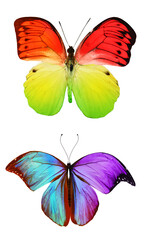 Color butterflies , isolated on white background