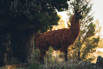 wild lama in the mountains in the south of argentina © Juanmarcos