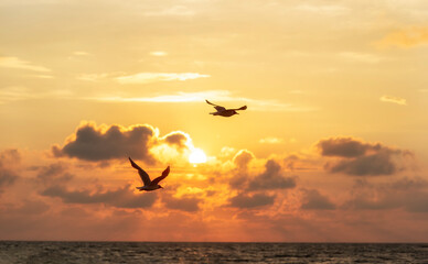 seagulls flight over the ocean in front of a sunset - Powered by Adobe
