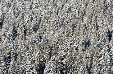 snowy fir forest in the mountains