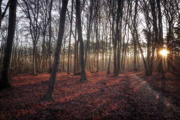 Obraz premium A sunlit forest on a December morning in an autumnal atmosphere