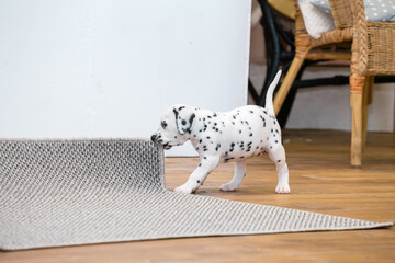Little dalmatian puppy gnaws a corner of a gray carpet