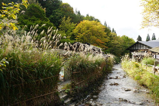 Autumn view of Nyuto onsen (Hot Springs) Tsurunoyu and river flowing in Akita, Japan. Swaying Miscanthus - 秋 すすき 小川 乳頭温泉 秋田県 仙北市	