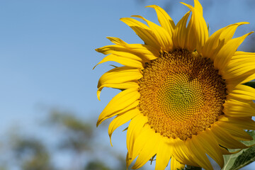 Sunflower natural background. Sunflower blooming. Close-up of sunflower.