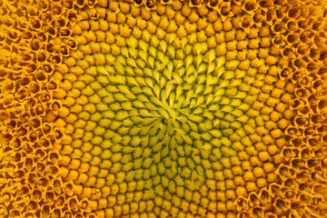 Sunflower close up. The center of a sunflower.