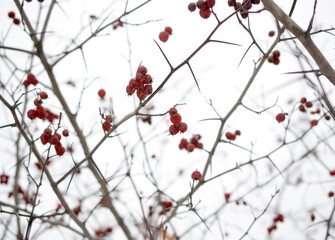 background frozen hawthorn berries on branches