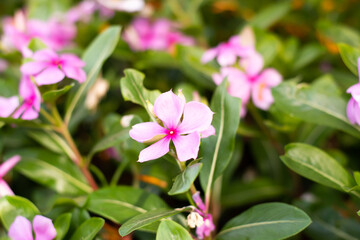 Obraz na płótnie Canvas pink flowers on field nature.