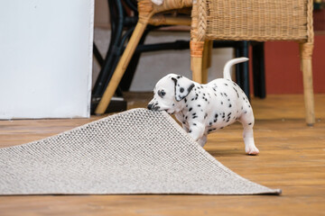 Little dalmatian puppy gnaws a corner of a gray carpet