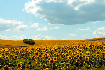 Obraz premium summer panorama of a farm field with sunflowers on a sunny day