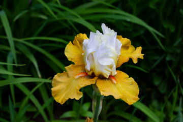 Fototapeta na wymiar White yellow iris. Close-up of a beautiful flower.green blurred background. Plants in the summer garden. 