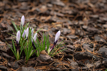 Nice spring Crocus vernus flowers in morning dew macro nature