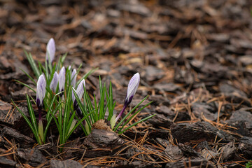 Nice spring Crocus vernus flowers in morning dew macro nature