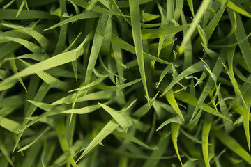 spring season abstract natural background of green rice farm close up with water drop . grass with water drops . 