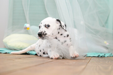 A small Dalmatian puppy is gnawing on a light transparent cloth cape