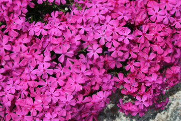 Obraz premium close up pink Moss Phlox