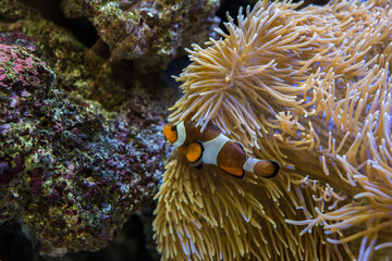 Naklejka na ściany i meble Clownfish on the anemone