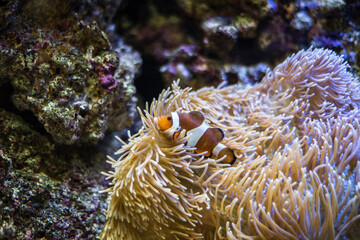 Fototapeta na wymiar Clownfish on the anemone