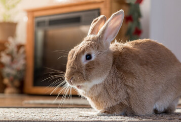 Rufus bunny rabbit poses left in home warm tones mature house rabbit