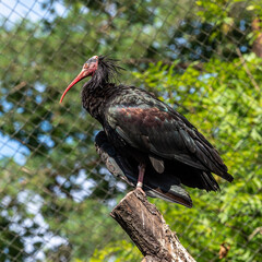 Northern Bald ibis, Geronticus eremita in the zoo