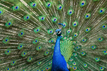 Fototapeta na wymiar Indian Peacock or Blue Peacock, Pavo cristatus