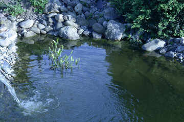 non flowering pontederia cordata or pickerelweed in large garden pond in late summer