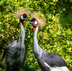 Black Crowned Crane, Balearica pavonina in a park