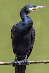 The great cormorant, Phalacrocorax carbo sitting on a branch