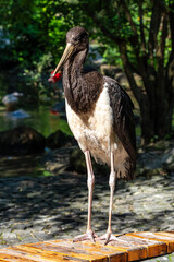Black stork, Ciconia nigra in a german nature park