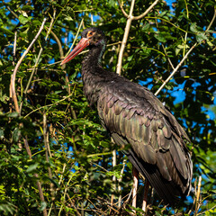 Black stork, Ciconia nigra in a german nature park