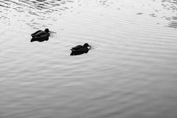 二羽の鴨
