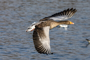 The flying greylag goose, Anser anser is a species of large goose