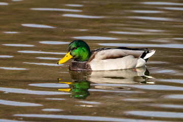 Wild duck or mallard, Anas platyrhynchos swimming in a lake