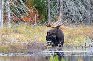 Bull Moose Alces alces with huge antlers feeding in a marsh in Algonquin Park, Ontario, Canada in autumn