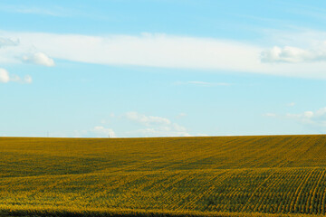 Fototapeta na wymiar summer panorama of a farm field with sunflowers on a sunny day